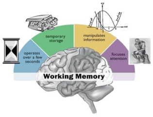 working-memory-3